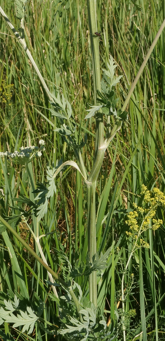 Image of Seseli libanotis specimen.