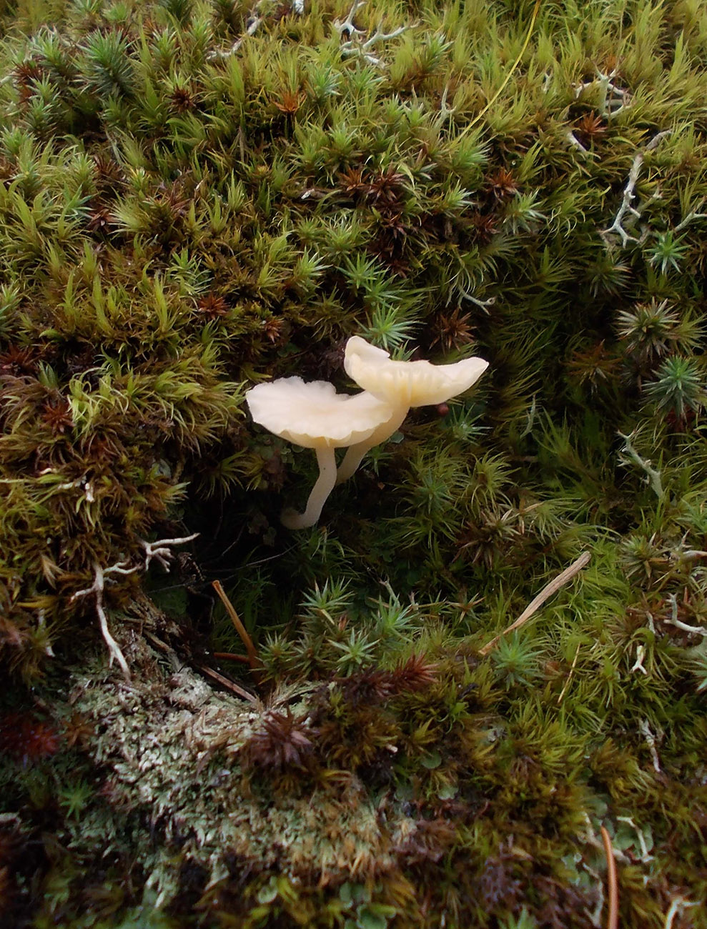 Изображение особи Lichenomphalia hudsoniana.