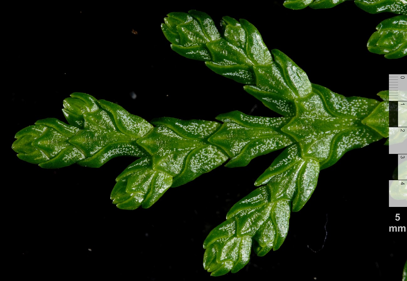 Image of Thuja sutchuenensis specimen.