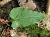 Phyteuma nigrum. Прикорневой лист. ФРГ, земля Северный Рейн-Вестфалия, р-н Ойскирхен, окр. г. Бад-Мюнстерайфель, буковый лес. 30 мая 2010 г.