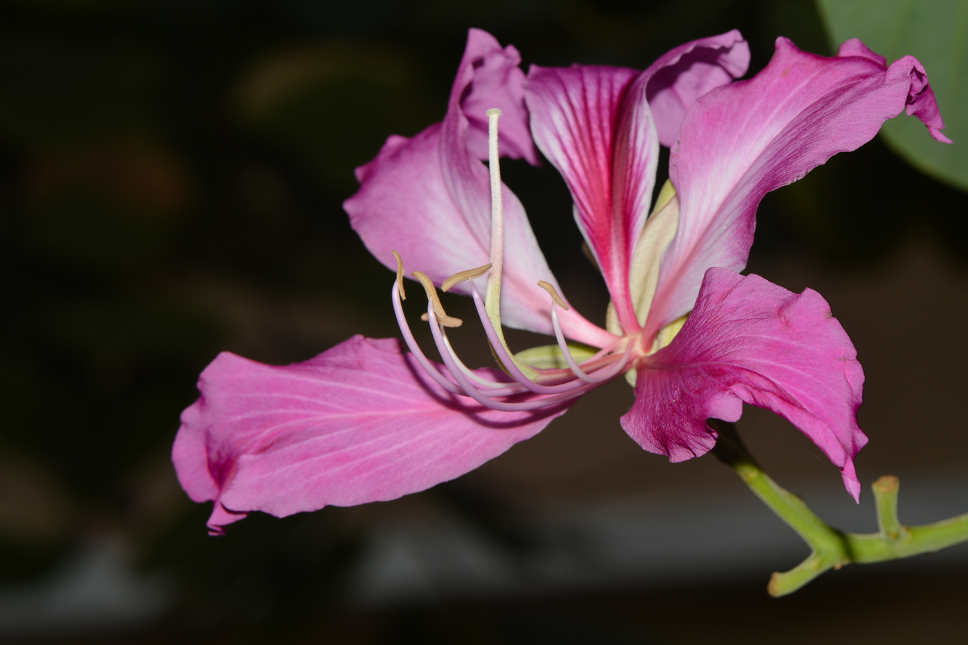 Image of genus Bauhinia specimen.