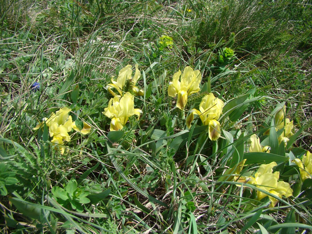 Image of Iris pumila specimen.