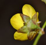 Waldsteinia подвид maximowicziana