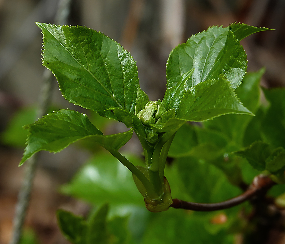 Изображение особи Hydrangea petiolaris.