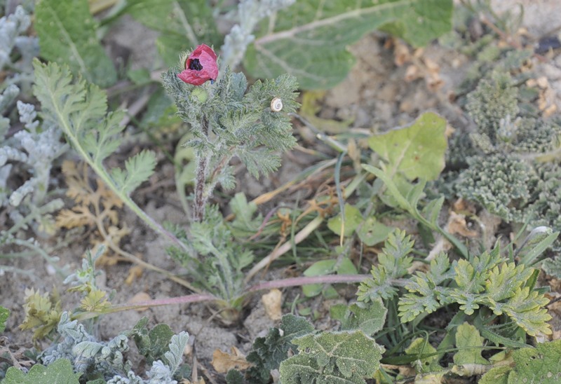 Image of genus Papaver specimen.