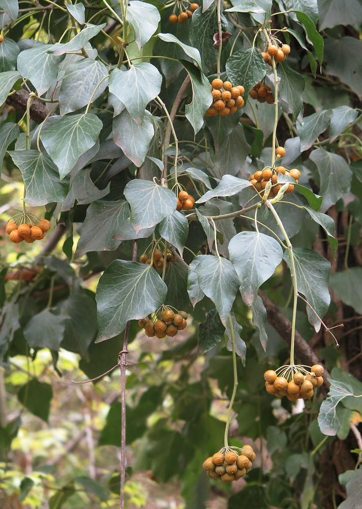 Изображение особи Hedera chrysocarpa.