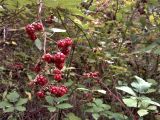 Rubus sanctus. Соплодие. Крым, Судак, окраина мкр. Уютное, низ северного склона горы Палвани-Оба, заросли вдоль шоссе. 21.09.2009.