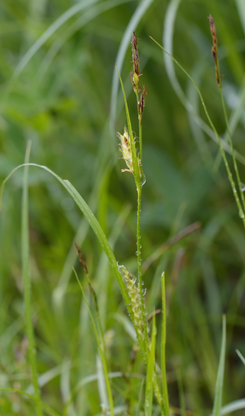 Изображение особи Carex hirta.