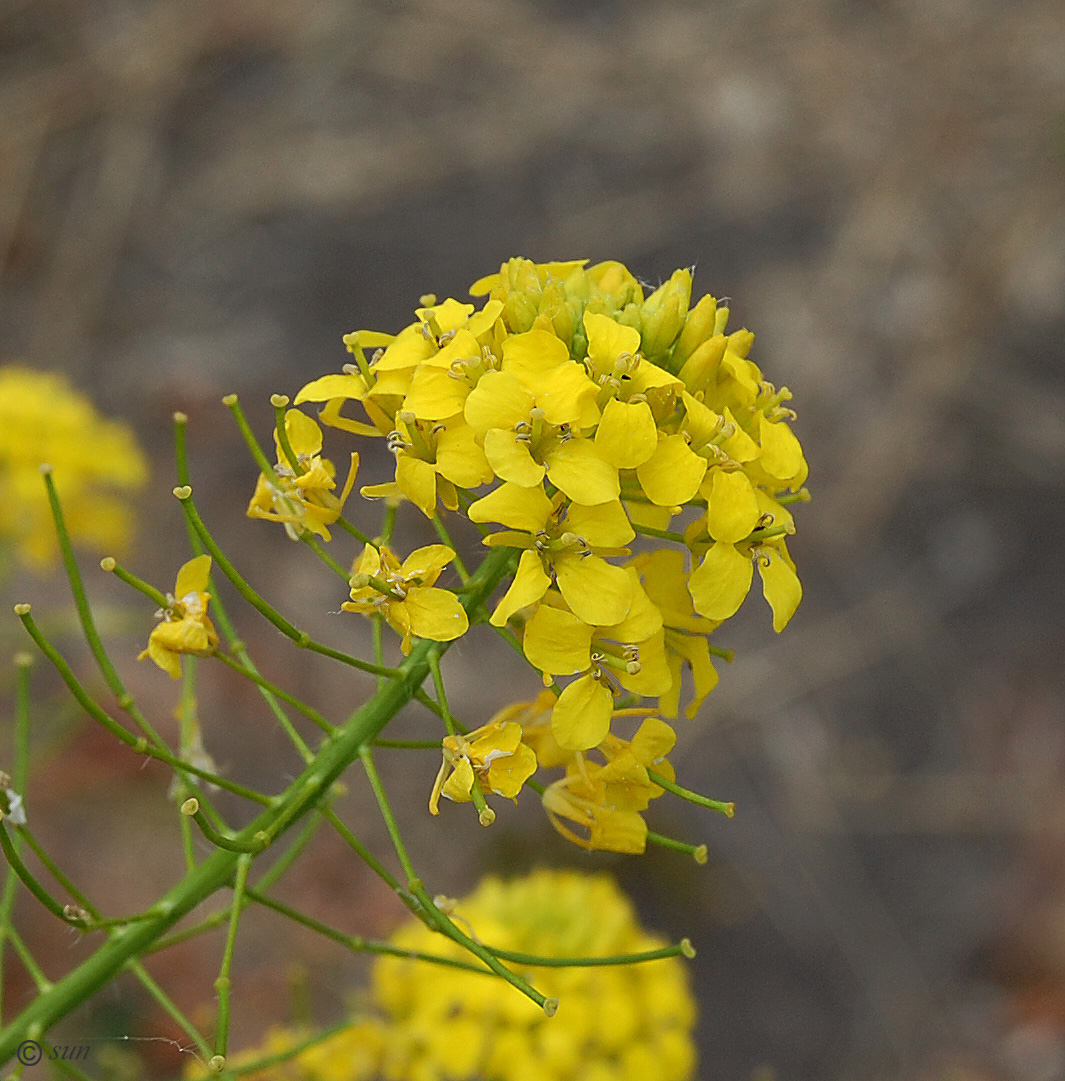 Image of Sisymbrium loeselii specimen.