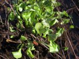 Caltha palustris