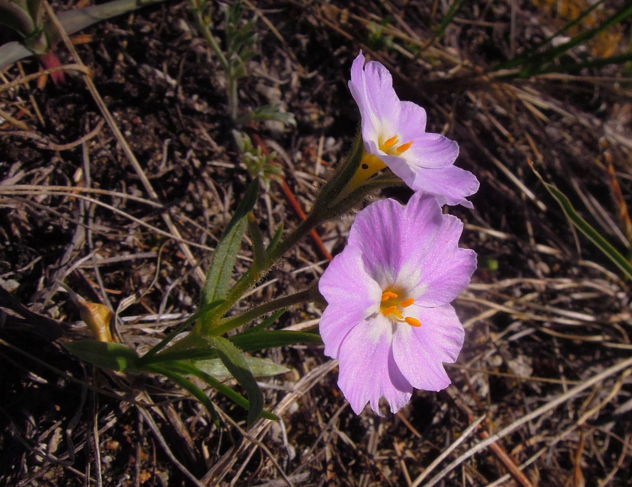 Image of Phlox sibirica specimen.