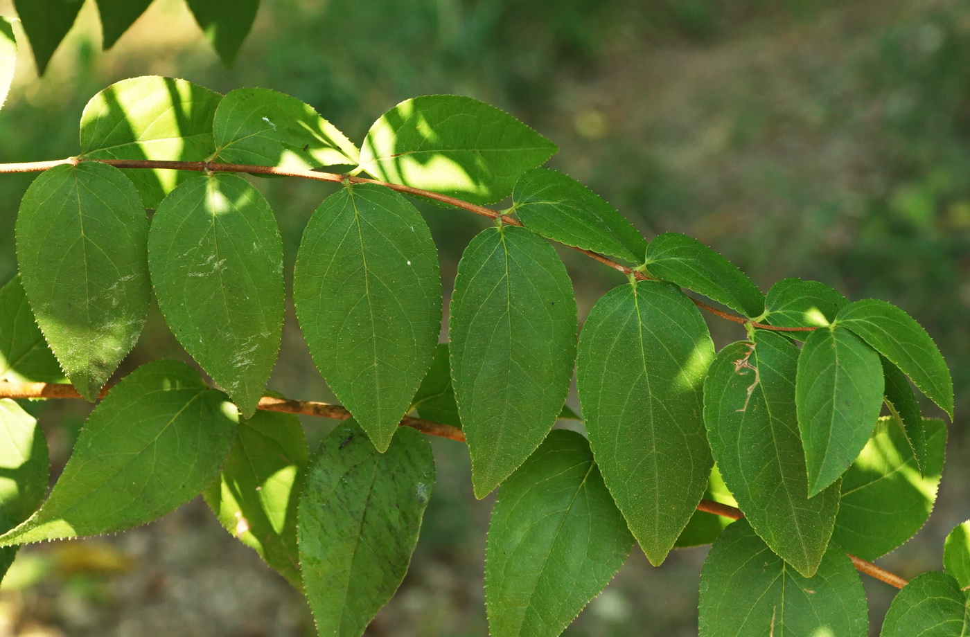 Image of genus Deutzia specimen.