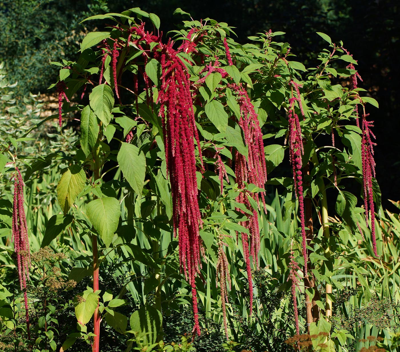 Изображение особи Amaranthus caudatus.