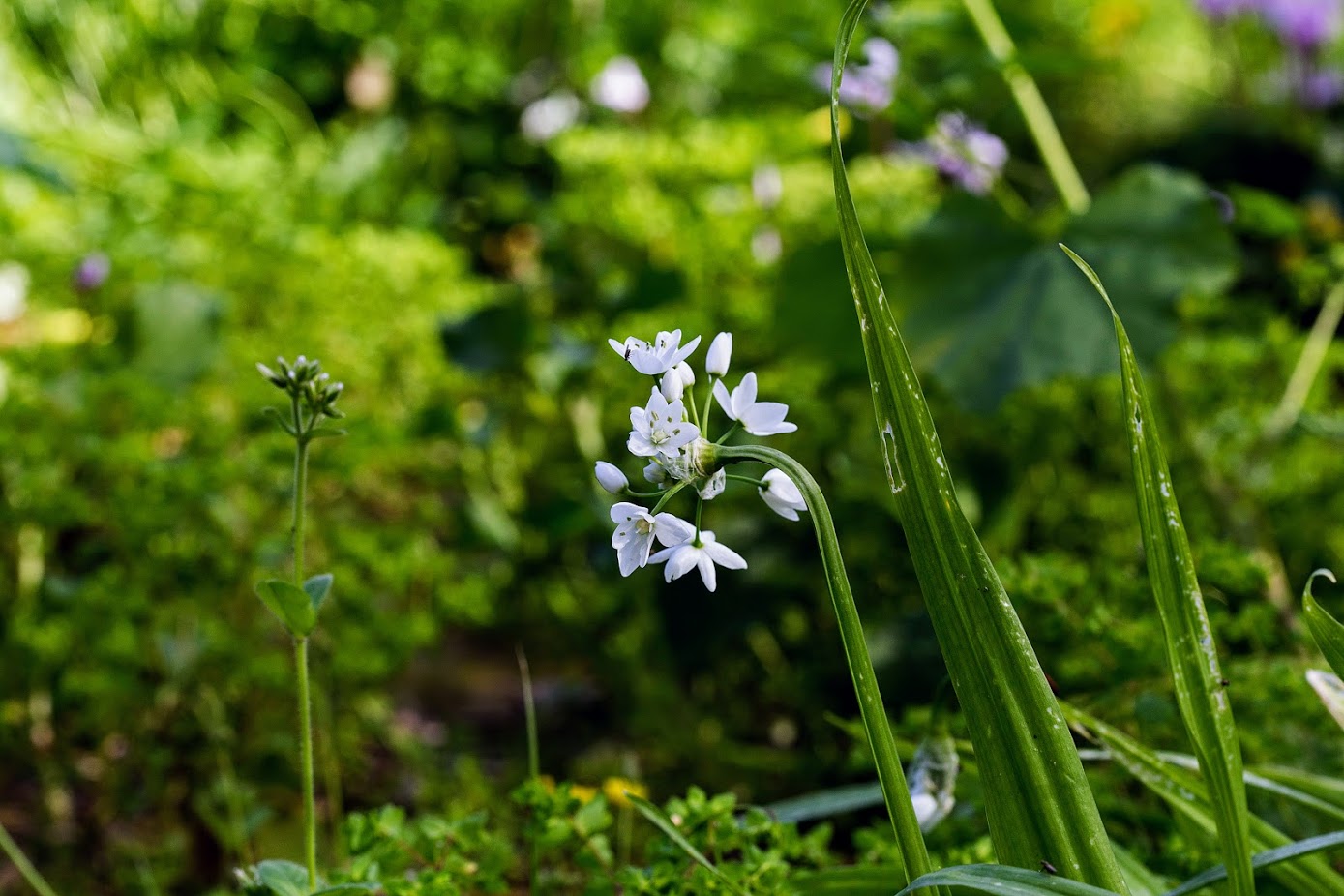 Image of Allium neapolitanum specimen.