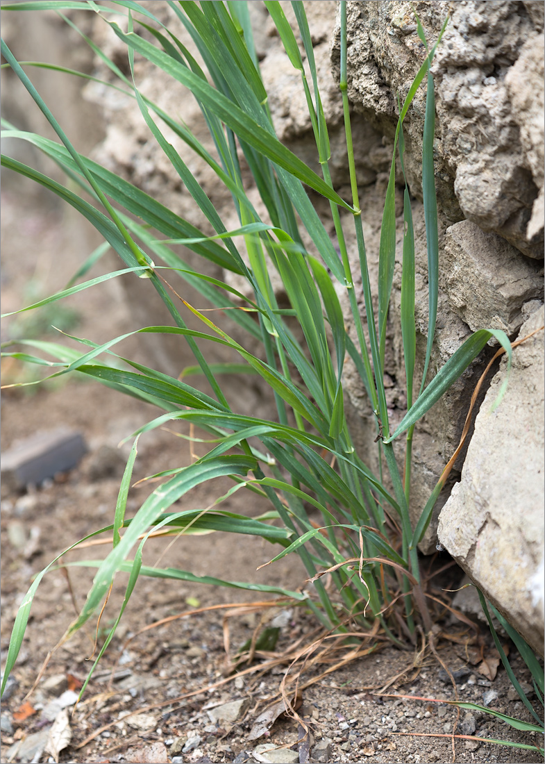 Image of Avena fatua specimen.