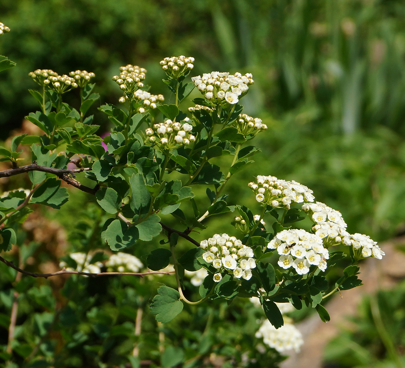 Image of Spiraea trilobata specimen.