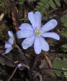 Hepatica nobilis. Цветки. Ленинградская обл., Волосовский р-н, памятник природы \"Истоки реки Оредеж в урочище Донцо\", мелколиственный лес на побережье затопленного карьера. 27 апреля 2018 г.