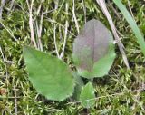 genus Hieracium. Листья. Грузия, Боржоми-Харагаульский национальный парк, лес. 24.05.2018.