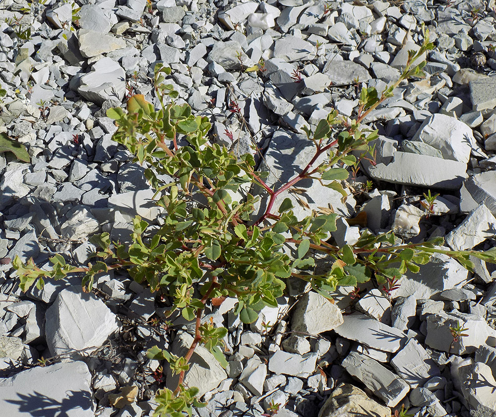 Изображение особи Melilotus hirsutus.