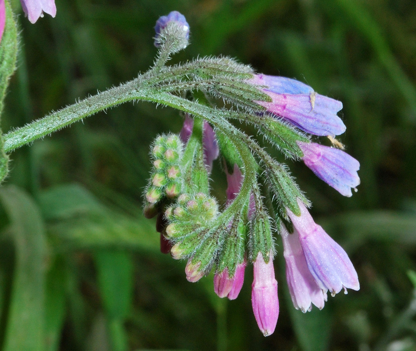 Image of genus Symphytum specimen.