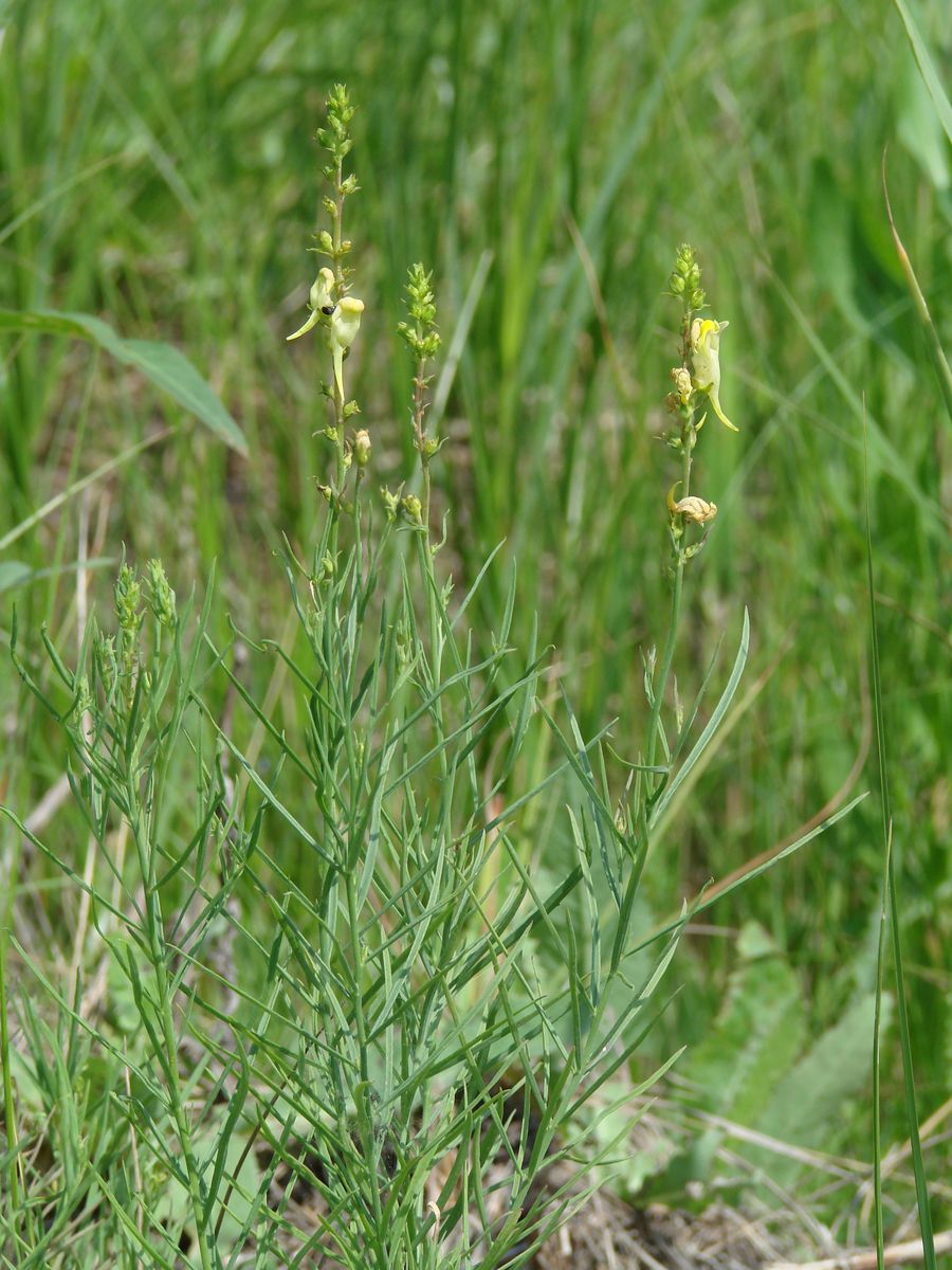 Изображение особи Linaria vulgaris.