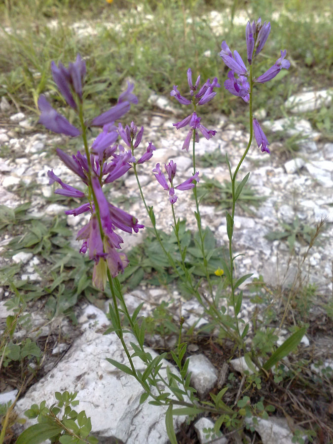 Image of Polygala major specimen.