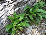 Phyllitis scolopendrium. Растения на дне тектонического разлома \"Лабиринт\". Тисо-самшитовая роща, Хоста, Сочи. 01.06.2007.