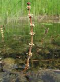 Myriophyllum sibiricum. Соцветие. Архангельская обл., Вельский р-н, окр. пос. Усть-Шоноша, р. Вель, прибрежное мелководье. 20.07.2011.