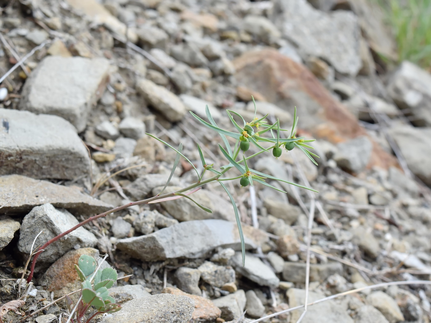 Image of Euphorbia ledebourii specimen.