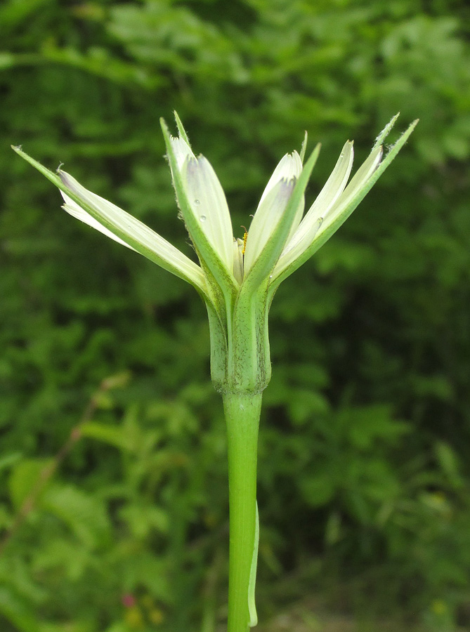 Image of genus Tragopogon specimen.