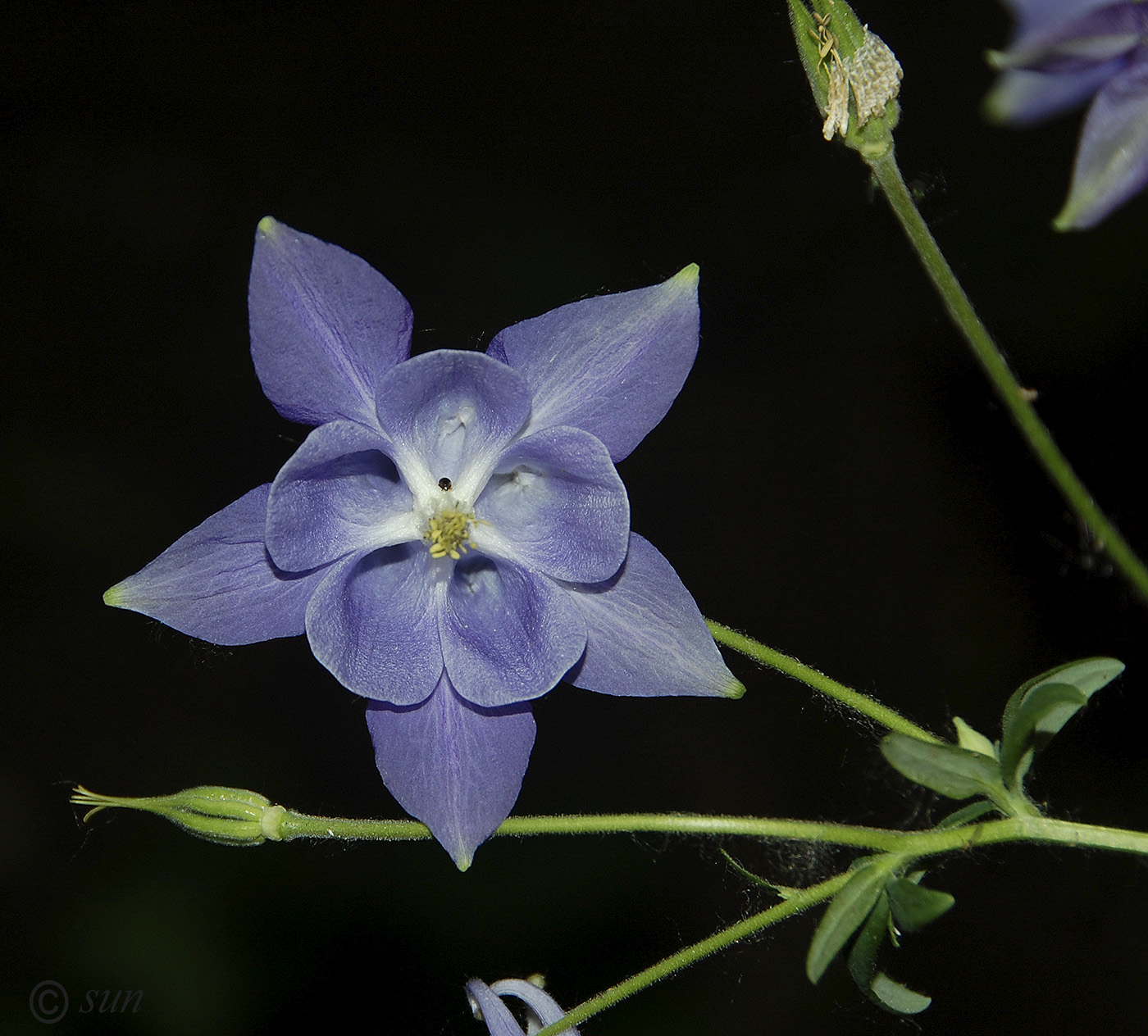 Изображение особи Aquilegia coerulea.