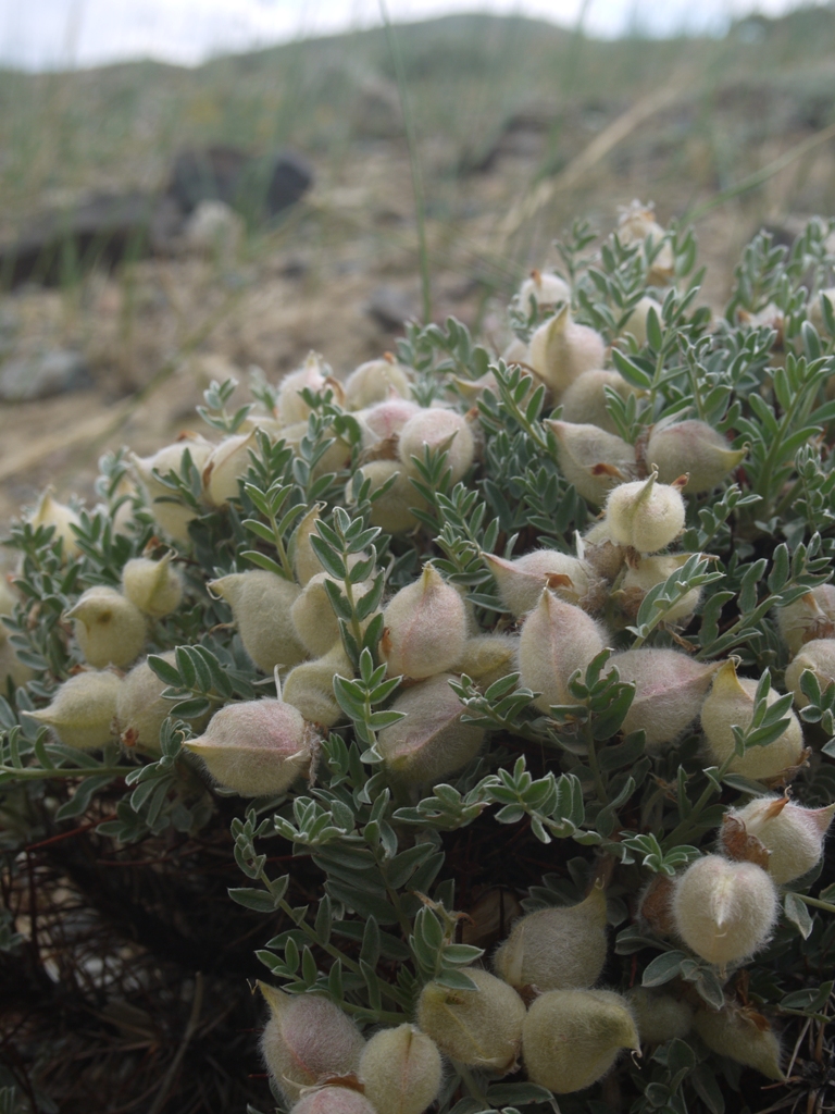 Изображение особи Oxytropis tragacanthoides.