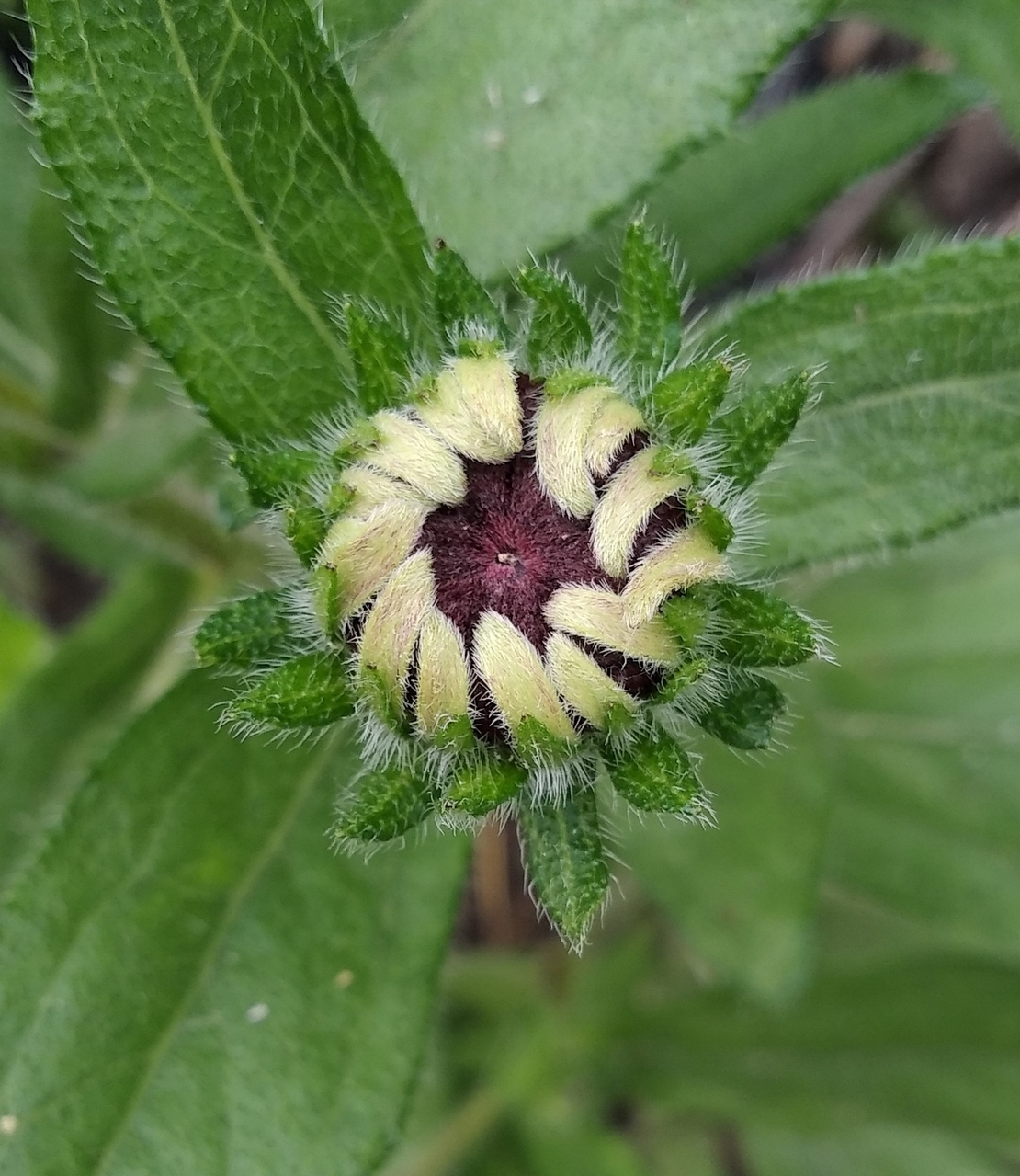 Image of Rudbeckia hirta specimen.