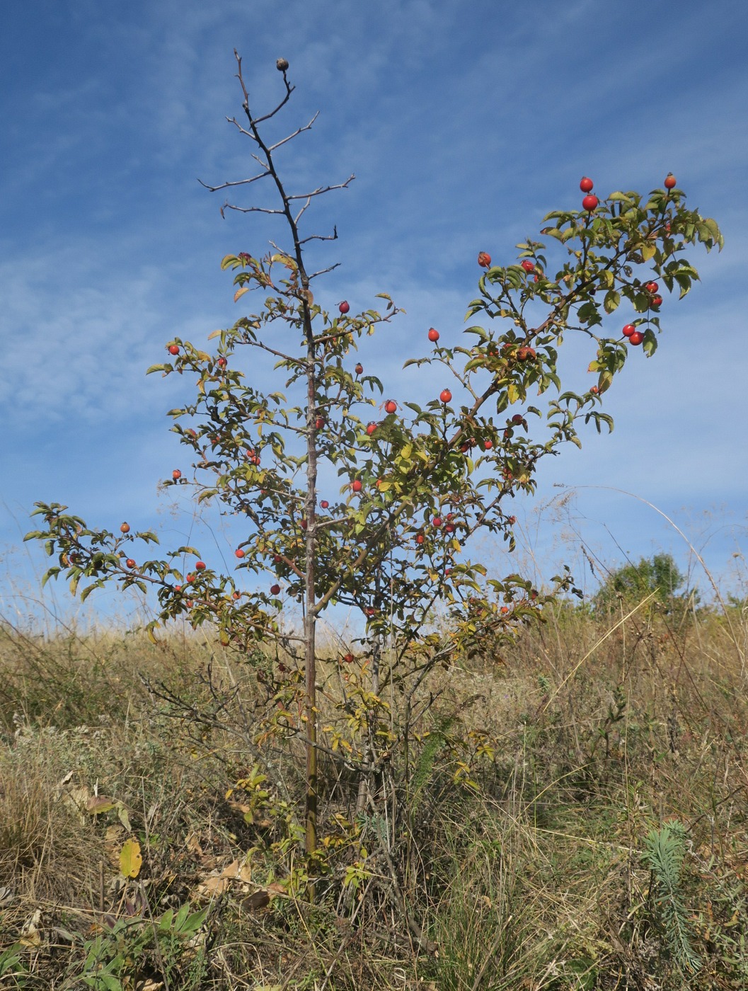 Image of genus Rosa specimen.