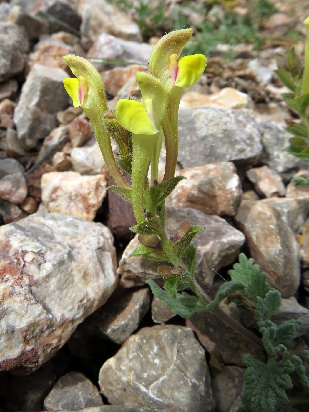 Изображение особи Scutellaria iskanderi.