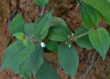 Смотреть изображение Miconia crenata