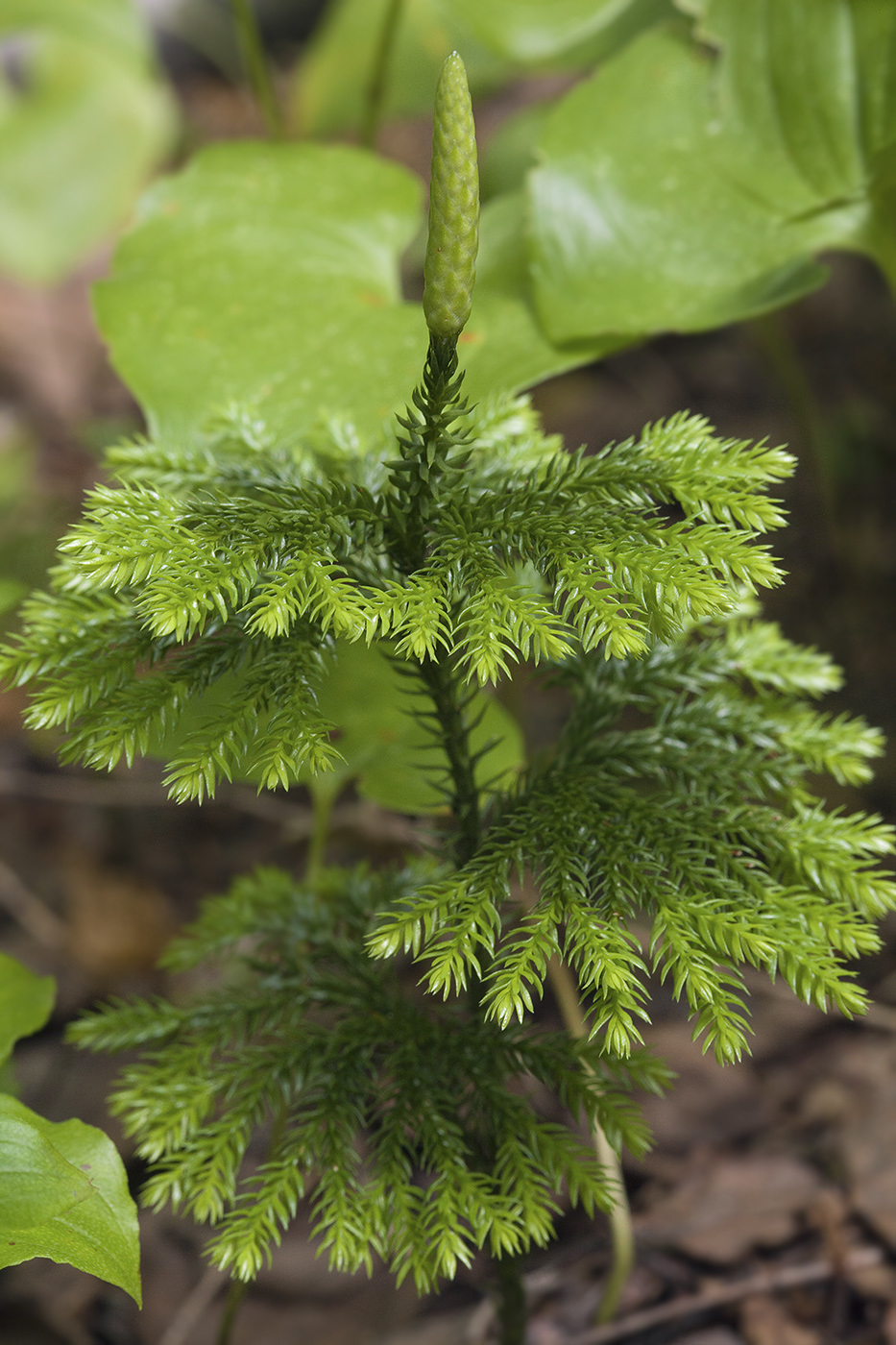 Изображение особи Lycopodium obscurum.