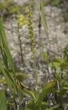 Platanthera ditmariana. Верхняя часть цветущего растения. Сахалинская обл., Томаринский р-н, окр. пос. Неводское, открытая приморская терраса, разбитые пески среди зарослей Pinus pumila. 28.07.2017.