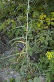 Lactuca saligna. Нижняя часть растения. Крым, Севастополь, окр. ст. Инкерман-2. 7 августа 2010 г.