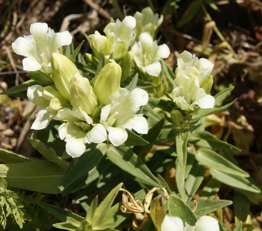 Image of Gentiana gelida specimen.