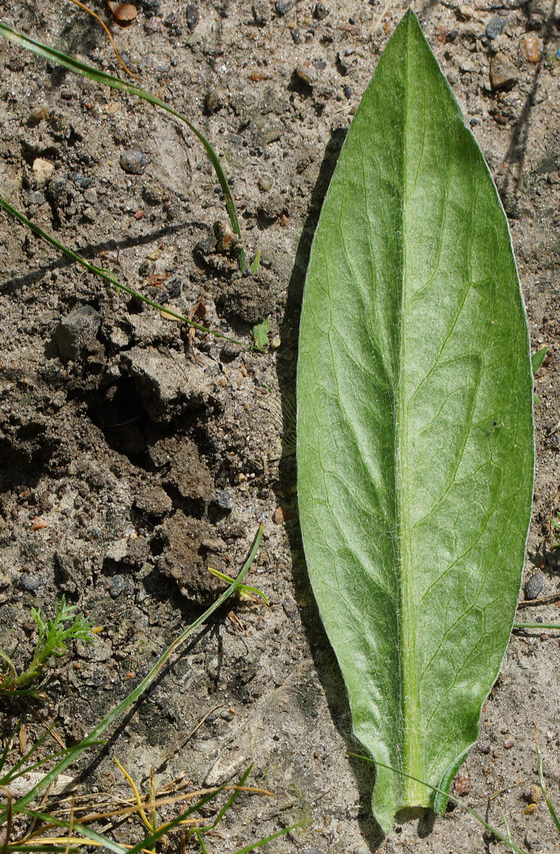 Image of Centaurea montana specimen.