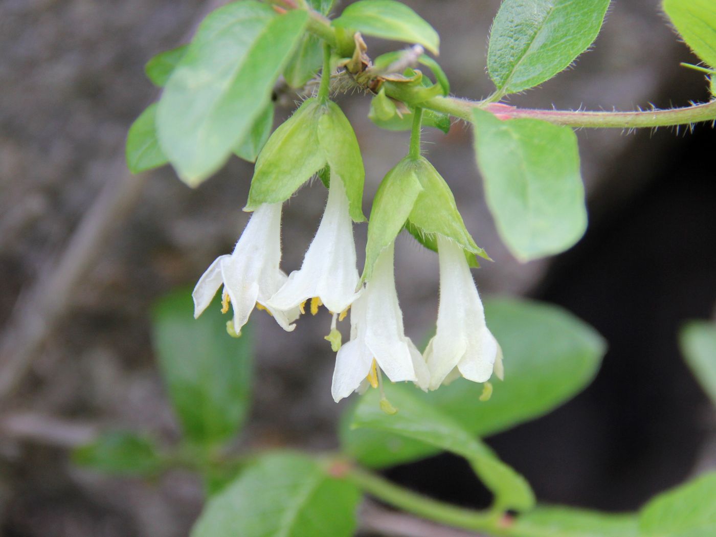 Image of Lonicera hispida specimen.