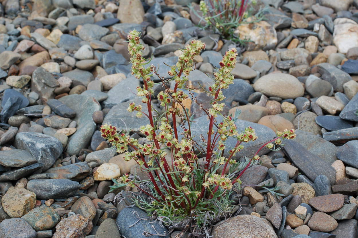 Image of Artemisia borealis specimen.