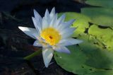 Nymphaea nouchali var. caerulea