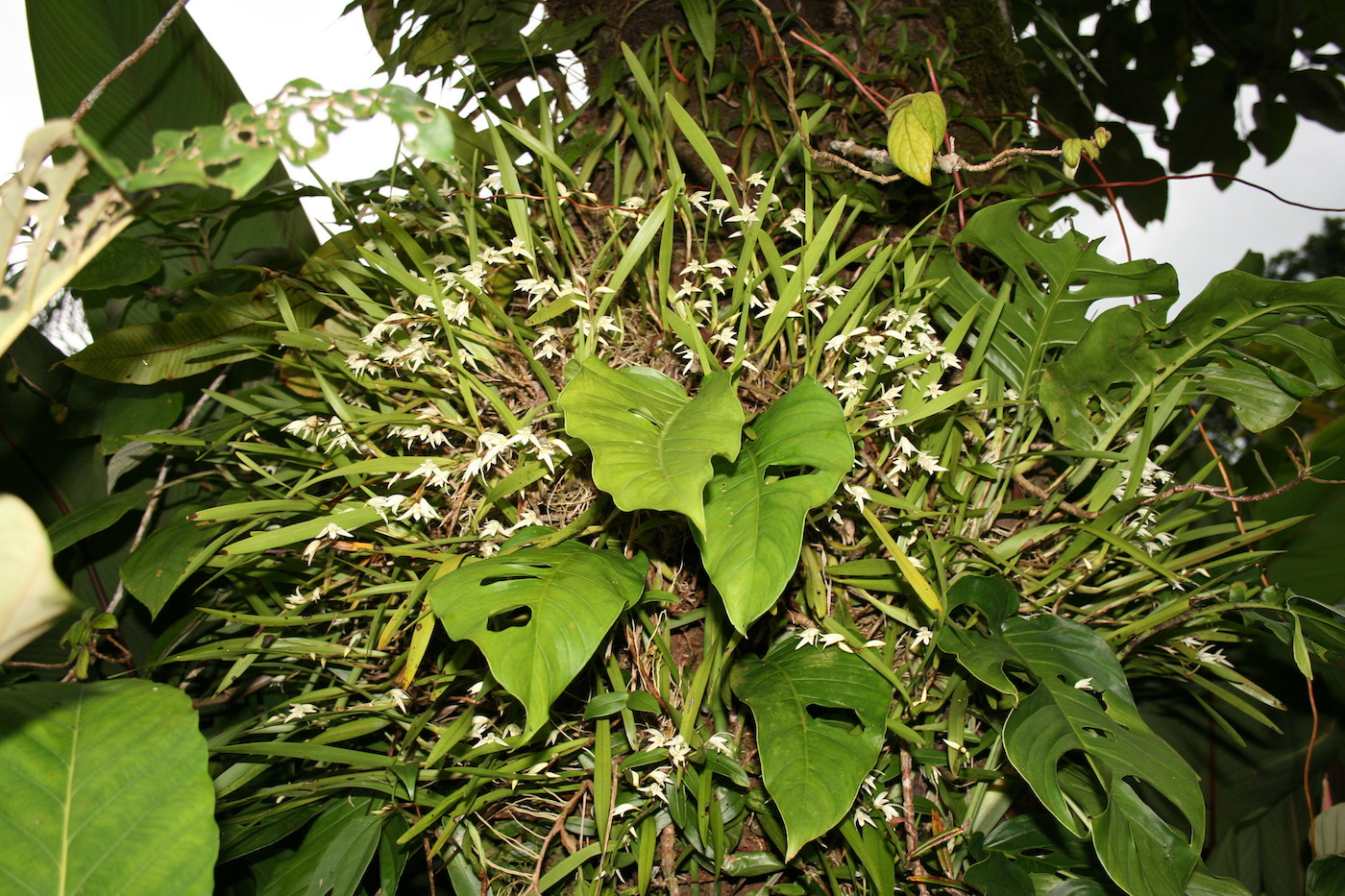 Image of Nidema boothii specimen.