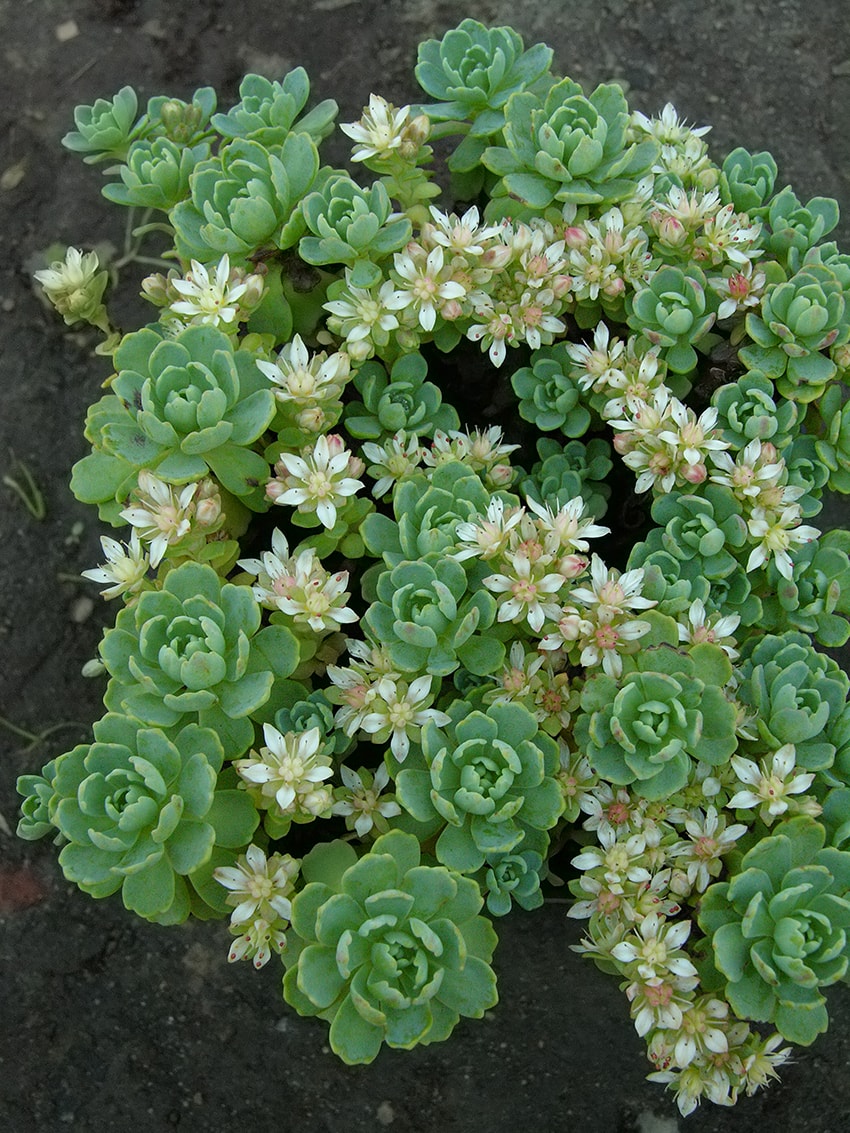 Изображение особи Rhodiola pachyclados.