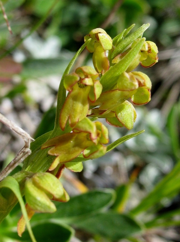 Image of Dactylorhiza viridis specimen.