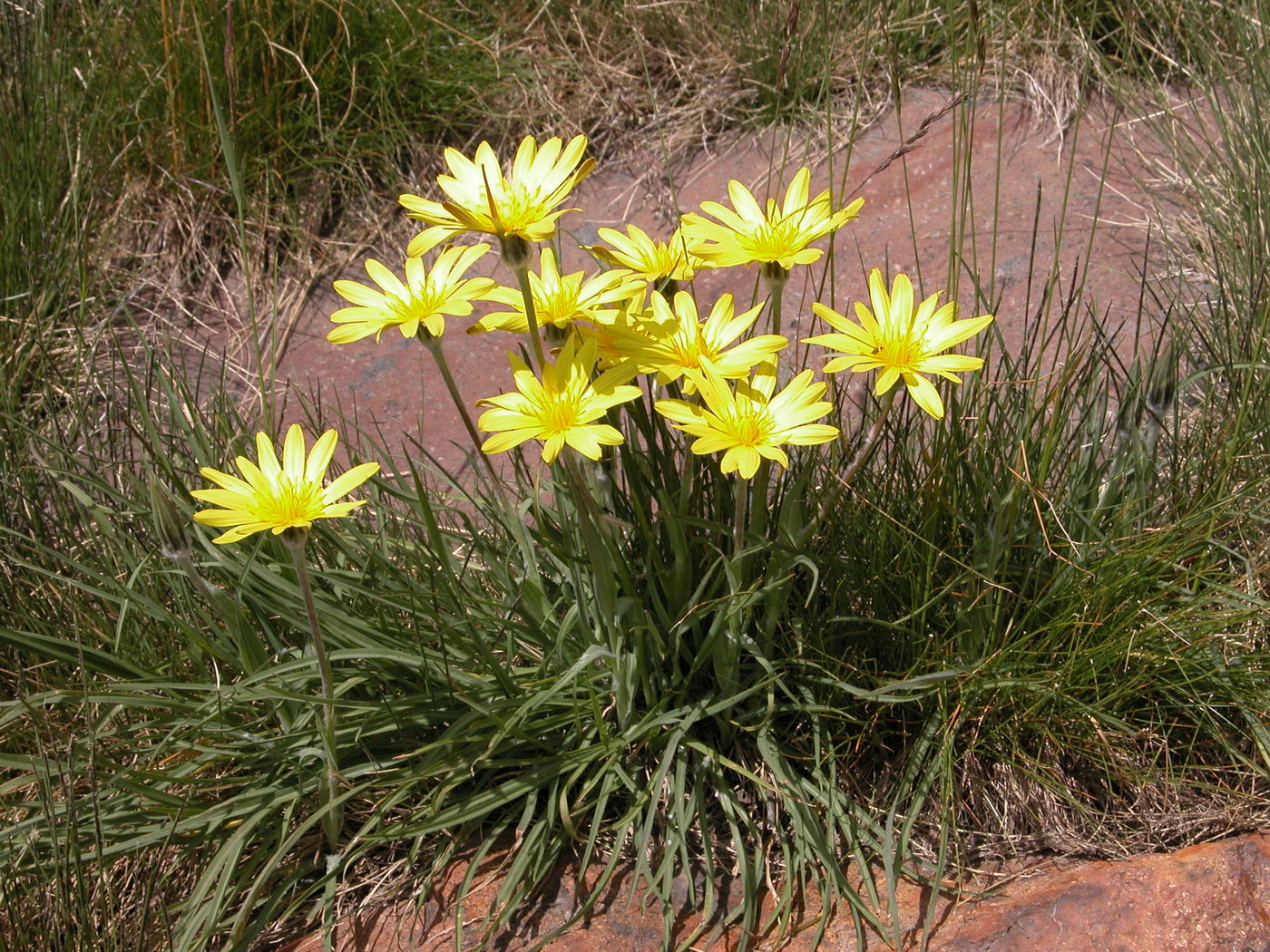 Image of genus Tragopogon specimen.