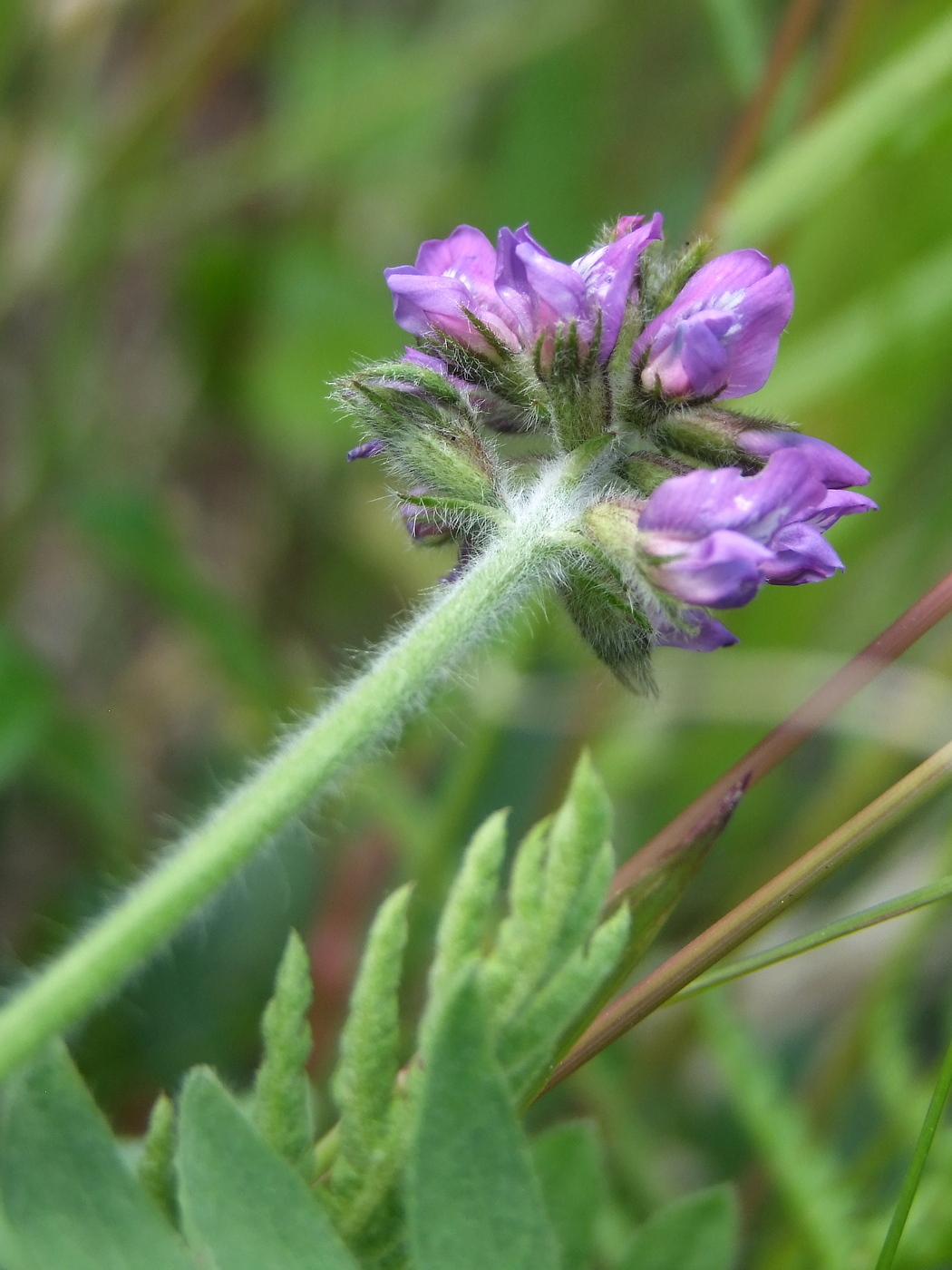 Изображение особи Oxytropis deflexa.