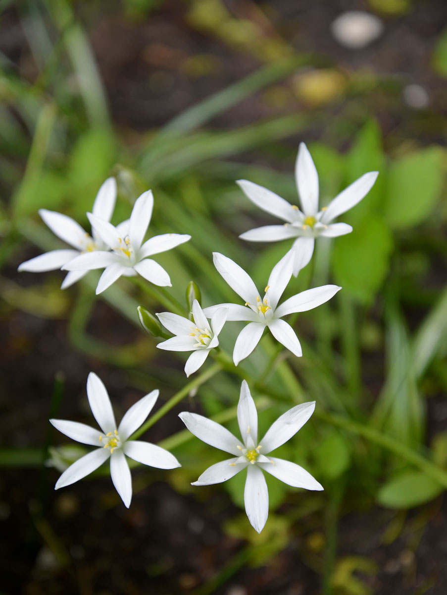 Image of genus Ornithogalum specimen.